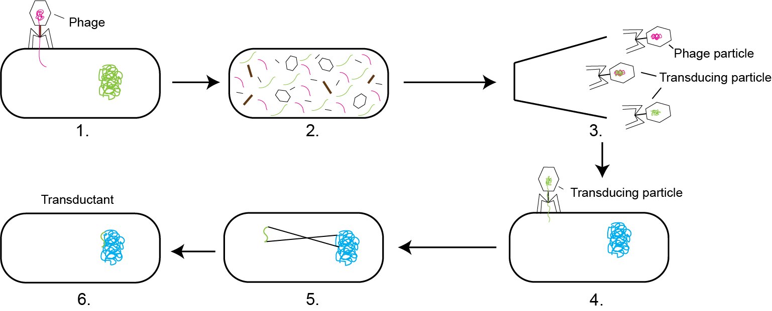 Transduction and Lambda Red Overview GoldBio